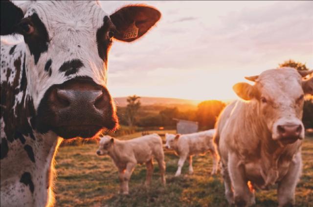 Example image of two cows (alt Attribute)
